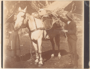 Alpi meridionali della Nuova Zelanda:  preparazione della soma di un cavallo durante la spedizione di Giuseppe Borsalino